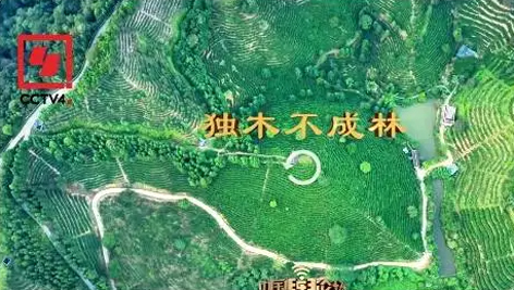 央視、學習強國等十多個平臺同時推送梧州采春茶．梧州六堡茶